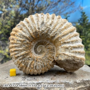 Mantelliceras ammonite fossil – cretaceous marine mollusc – authentic moroccan specimen – natural history display – with coa