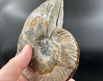 化石アンモナイト 化石ペア 研磨済み 100% 本物標本 マダガスカル 白