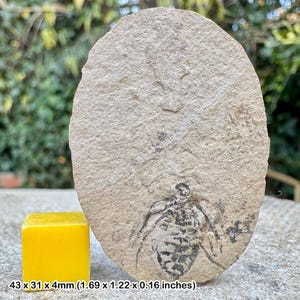 Rare: fossil mayfly (ephemeropsis trisetalis), yixian formation, cretaceous, liaoning, china