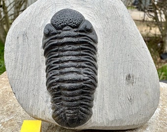 Phacops (barrandeops) trilobite fossil - devonian period, morocco