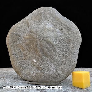 Op de afbeelding: Een grijze, afgeronde gefossiliseerde zanddollar met een zichtbaar stervormig patroon op het getextureerde oppervlak. Daarnaast staat een kleine gele kubus. Het object meet 73 x 69 x 15 mm, wat gelijk is aan 2,87 x 2,72 x 0,59 inch.