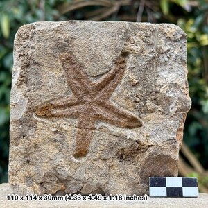 Stella fragile fossile (furcaster) – fossile marino ordoviciano dalla valle del Draa, Marocco – con COA