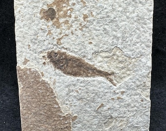 Knightia alta fish fossil in matrix, usa, eocene, uk seller