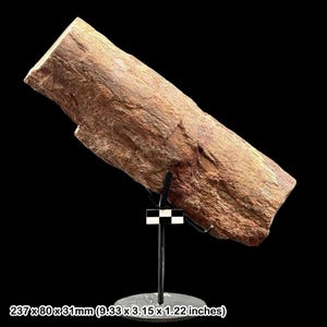Fossil dinosaur bone camarasaurus | hell creek formation | cretaceous fossil on metal stand | coa included