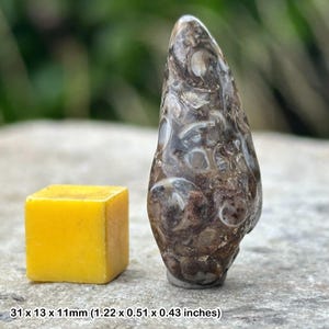 Turritella agate fossil tumble stone – eocene – green river formation wyoming usa – fossilised gastropod shells – genuine specimen with coa