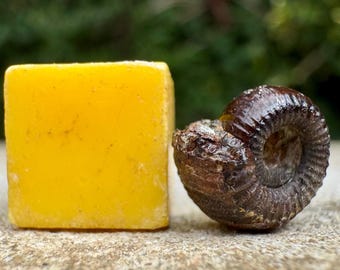 Catacoeloceras densicostatum fossil ammonite jurassic toarcian tourondous france