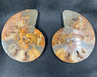 メタレゴセラス アンモナイト化石ペア、ティモール インドネシア