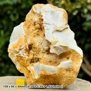 Fossil sponge in flint, grey chalk subgroup, cretaceous, branscome, devon, uk - genuine