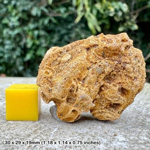 Fossil faringdon sponge, oxfordshire, british fossil, uk (lower cretaceous)