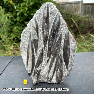 Fossil orthoceras slab in black marble slab worldwide fossils genuine