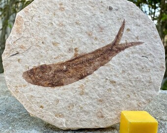 Fossil fish gift in matrix eocene genuine uk seller