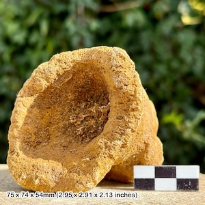 Faringdon sponge fossil - lower cretaceous, faringdon, oxfordshire, uk | 100% genuine specimen + coa