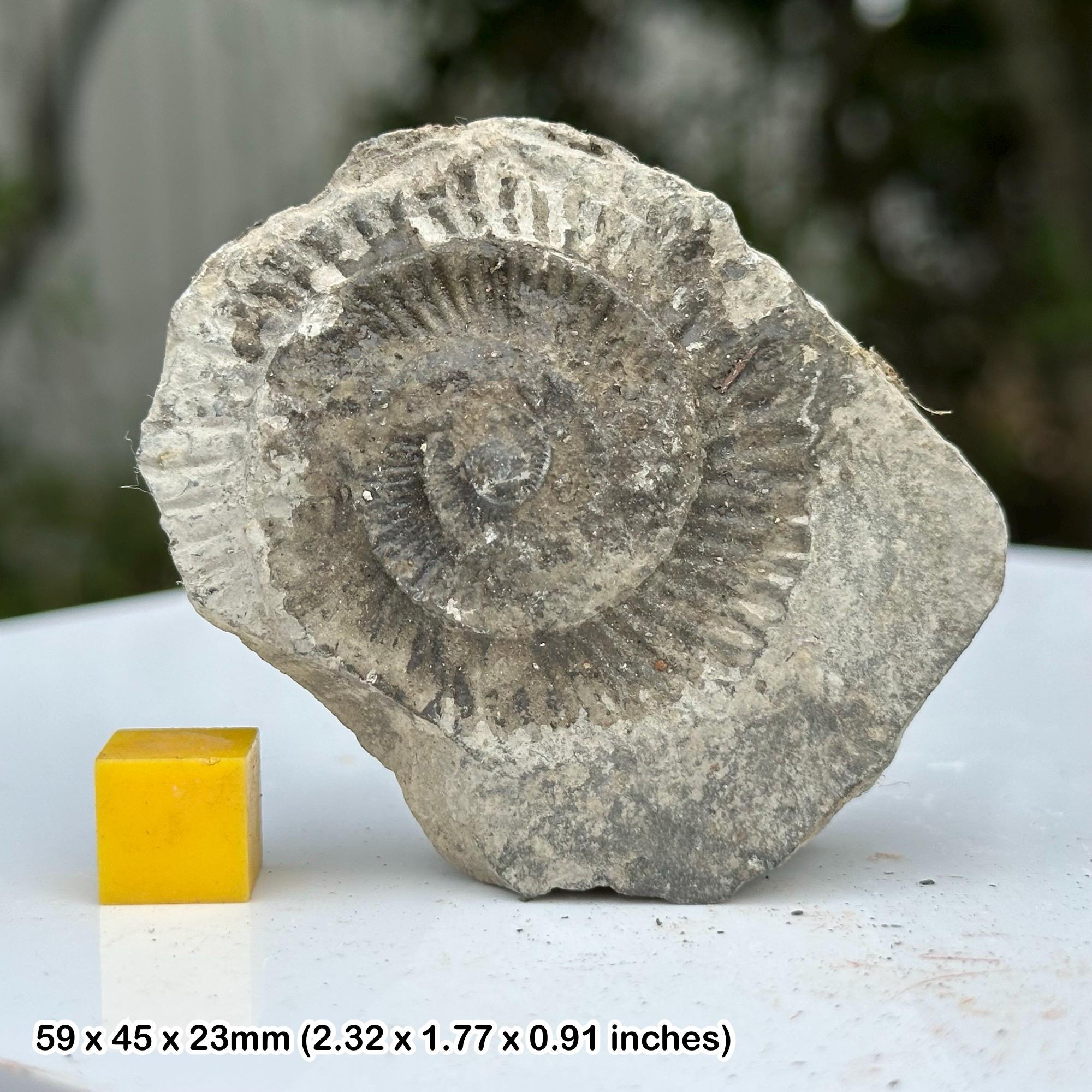 ダクティリオセラス・コミューンアンモナイト化石 – ジュラ紀印象