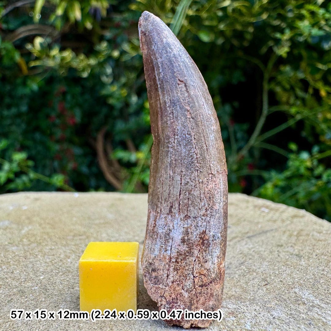 スコミムス（スピノサウルス）恐竜の歯の化石 - 白亜紀、エルハズ層