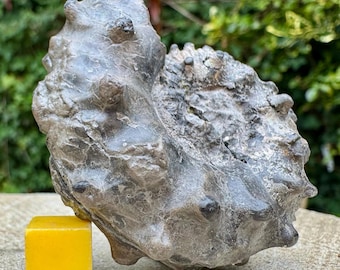 Fósil de amonites Euhoplites armatus raro, arcilla de Gault, Cretácico Albiense, Folkestone, Reino Unido, auténtico y certificado.