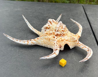 Spider chiragra display seashell - concha genuina para decoración de jardín - certificado