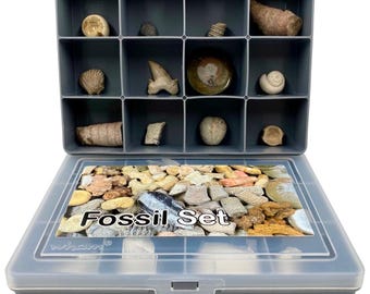 Fossil set of 12 genuine fossils gift for beginners and collectors