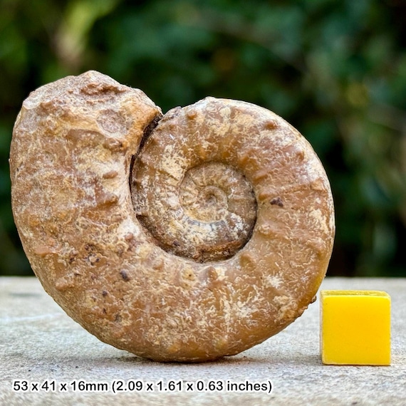 Euaspidoceras tenuispinatum 化石アンモナイト、アッパー