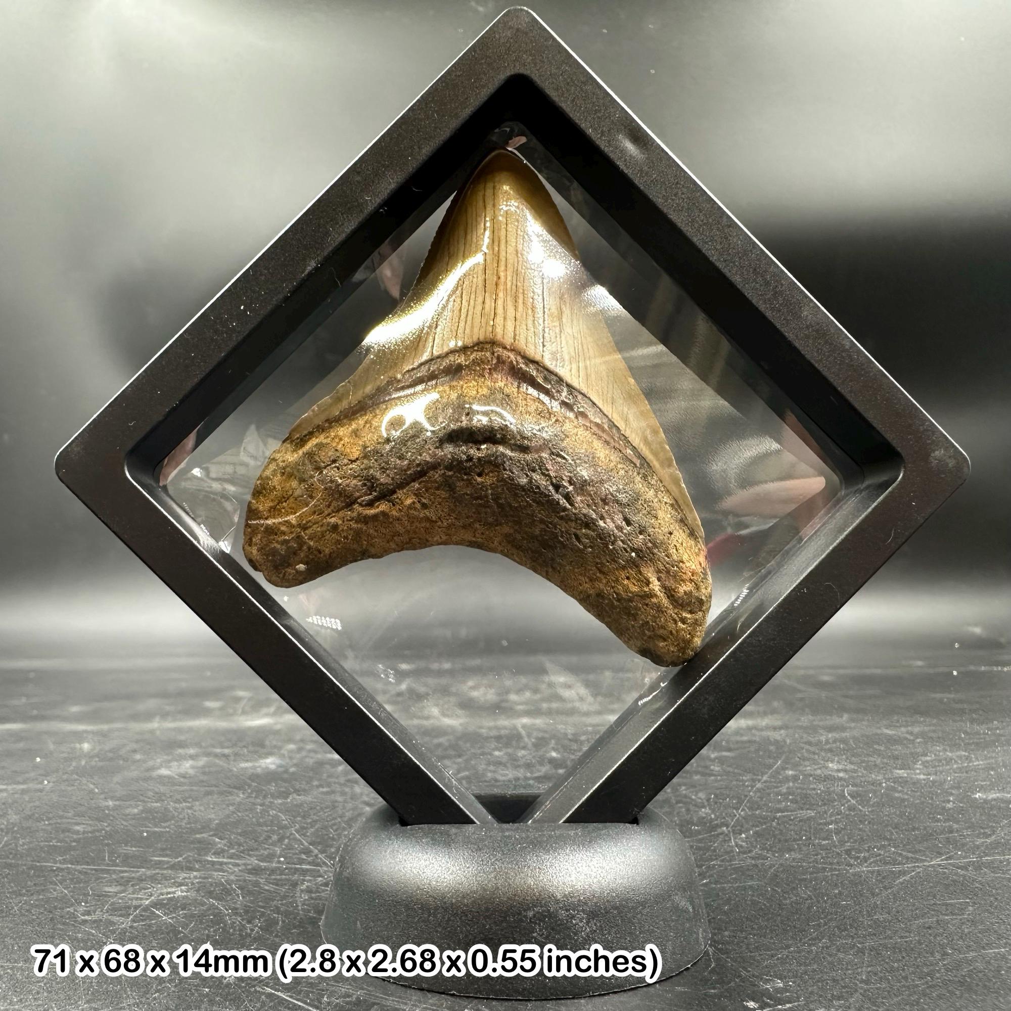 本物のメガロドンの化石サメの歯（3Dフローティングディスプレイ