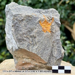 Estrellas frágiles fósiles (ophiura) - valle del Draa, Ordovícico, Marruecos - ejemplar auténtico con coa