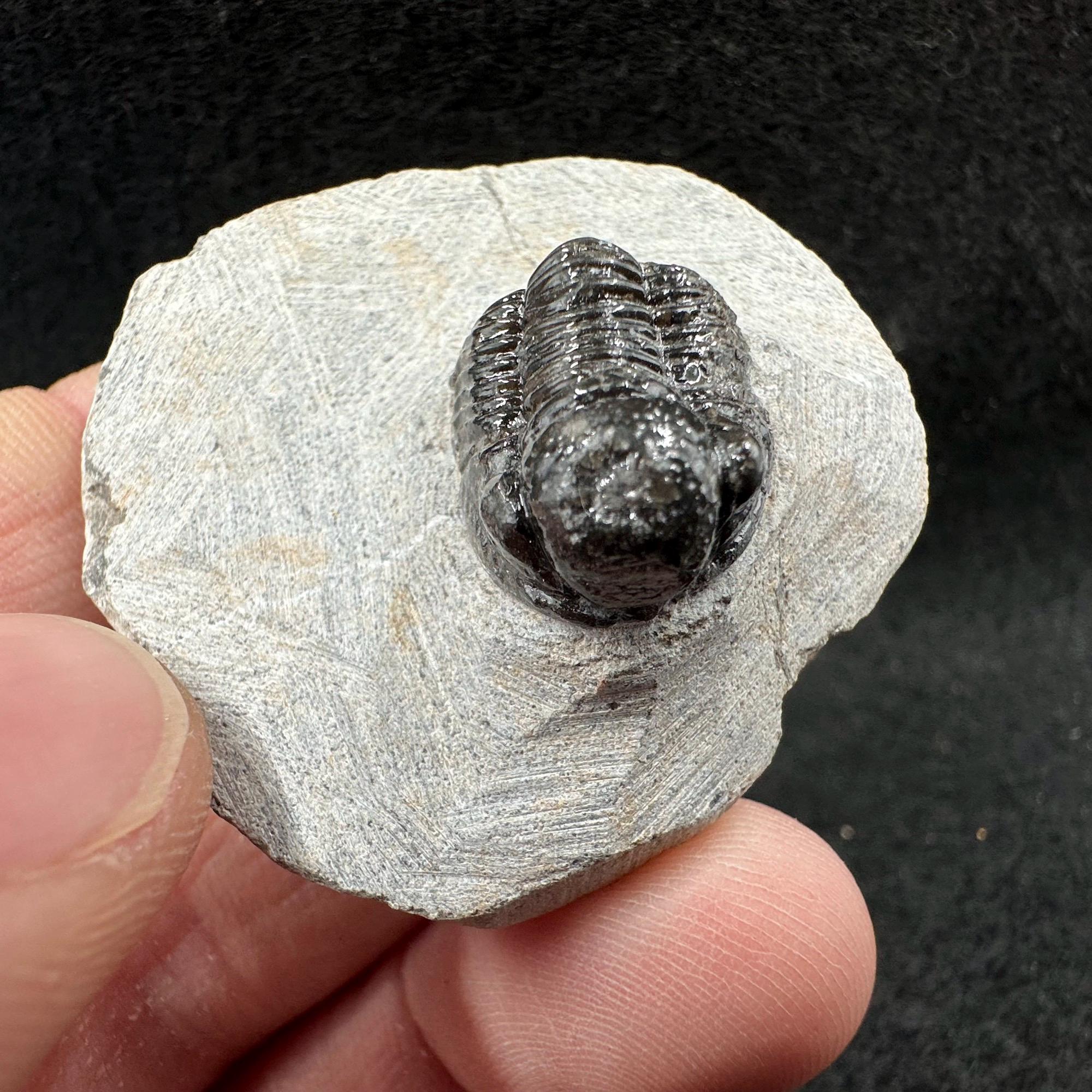 ゲラストス三葉虫化石 – 本物のデボン紀節足動物 – モロッコ – 古代の