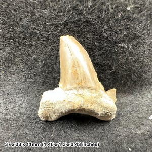 石器時代の化石、フリントハンドアックス、本物標本、紀元前7000年頃