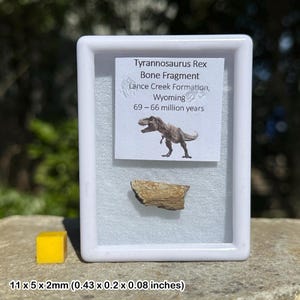 Fossiles Knochenfragment des Tyrannosaurus rex - Hell Creek Formation - Kreidezeit - Montana USA