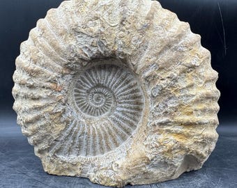 Fossilisiertes Riesenammonitenfossil, Mantelliceras – Originalexemplar – Marokko, Kreidezeit