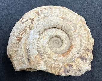 化石殻マトリックス付き黄鉄鉱化アンモナイト | 26 mm | A66