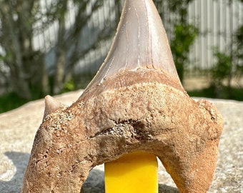 Fossil shark lamna otodus tooth - genuine specimen - eocene morocco certificated