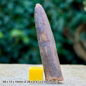 Rebbachisaurus dinosaur tooth fossil | cretaceous kem kem morocco | genuine w/ coa