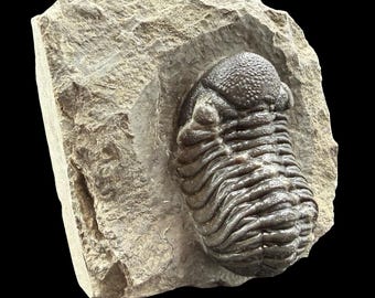 ゲラストス三葉虫の化石 - デボン紀、モロッコ - 古代の海洋生物