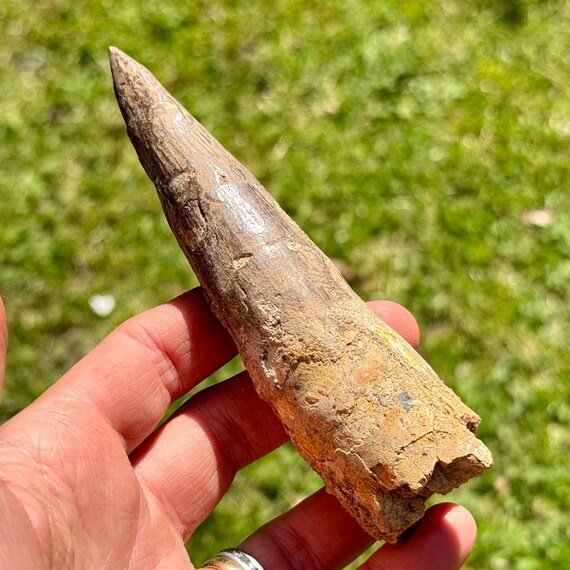 恐竜スピノサウルス化石 スピノサウルスの歯 本物 E24840 本物 特大