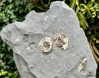 Genuine psiloceras planorbis ammonite fossil with stand - jurassic blue lias, somerset, uk - coa included