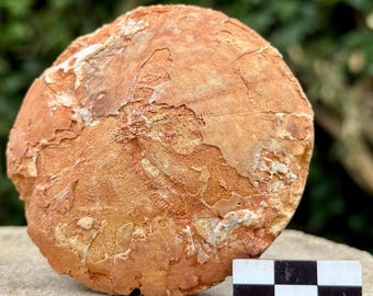 ゲラストス三葉虫の化石 - デボン紀、モロッコ - 古代の海洋生物
