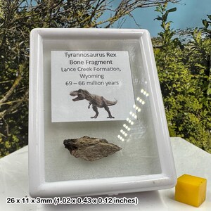 Fossiles Knochenfragment des Tyrannosaurus rex - Hell Creek Formation - Kreidezeit - Montana USA