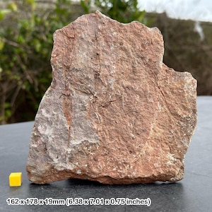 Eocrinoid sealily fossil - ordovician morocco - genuine specimen certificated