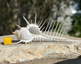 オーダーアンクレット確認用.アリエル.貝殻 オーダーアンクレット確認用.アリエル.貝殻