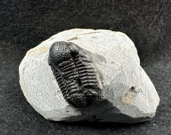 ゲラストス三葉虫の化石 - デボン紀、モロッコ - 古代の海洋生物