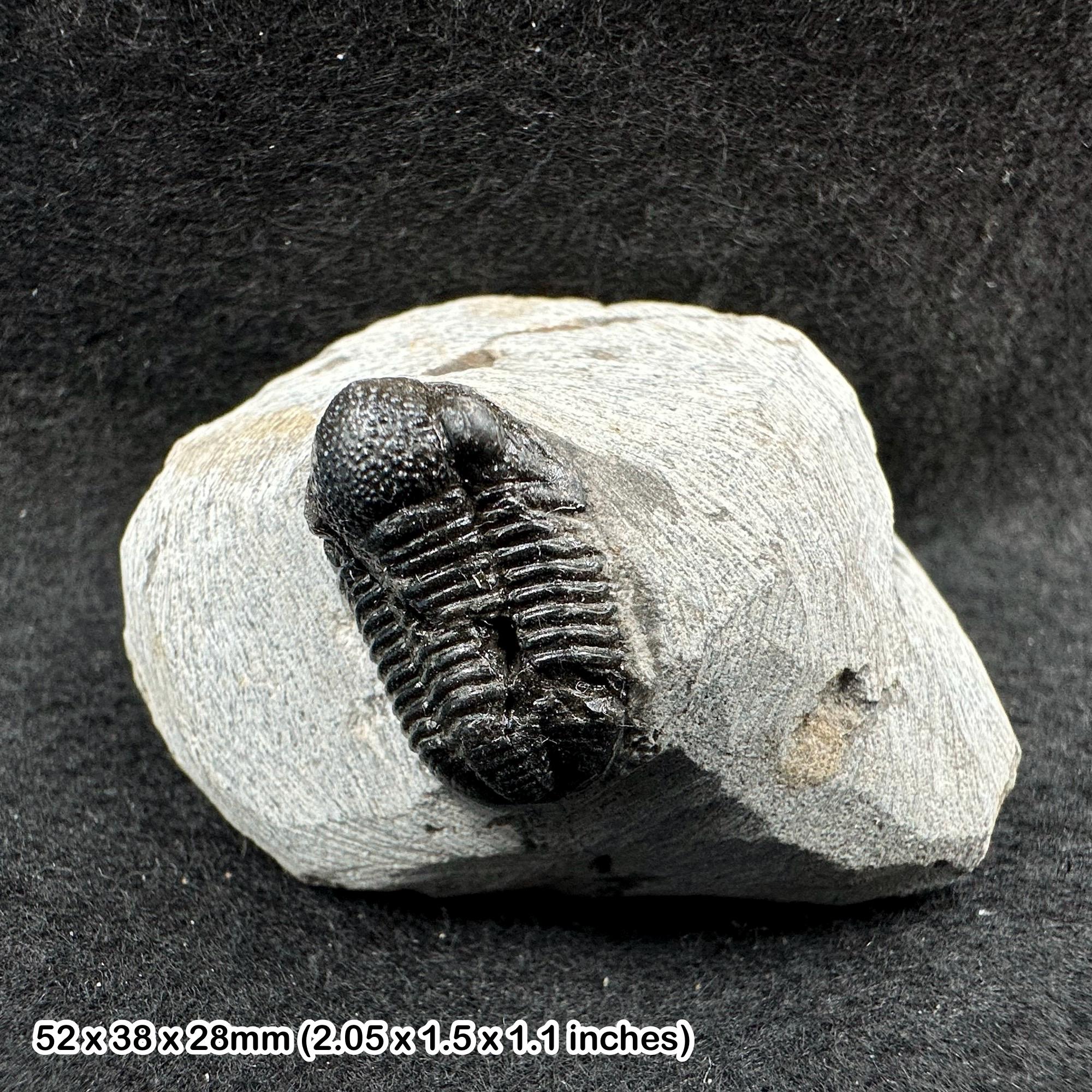 ゲラストス三葉虫の化石 - デボン紀、モロッコ - 古代の海洋生物