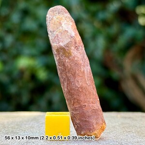 Rebbachisaurus dinosaur tooth fossil | cretaceous kem kem morocco | genuine w/ coa
