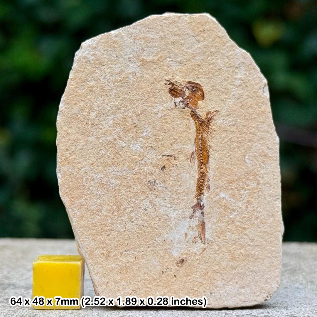 小型ナイティア魚の化石、グリーンリバー層、始新世、ワイオミング州