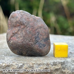 Jurassic dinosaur gastrolith stomach stone fossil - morrison formation, colorado usa - genuine specimen w/ certificate