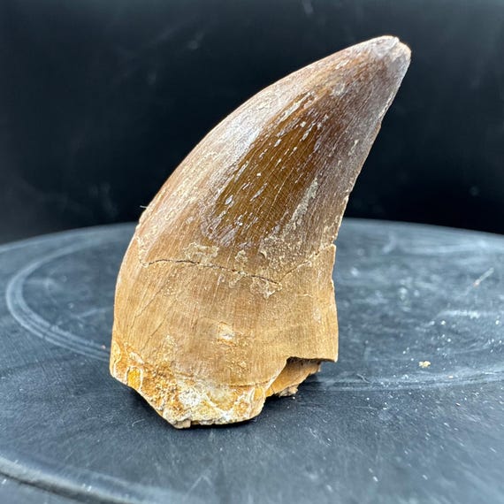 本物のモササウルスの歯の化石 - 恐竜/爬虫類 - モロッコ、白亜紀