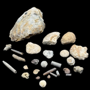 1kg britisches Jurassic Fossilien mix – 27 x echte Fossilien von dorset & somerset uk – Ammoniten, Muscheln, Belemniten etc