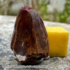 Fossil reptile tooth - phytosaur, dinosaur age, montana, usa, cretaceous, certified
