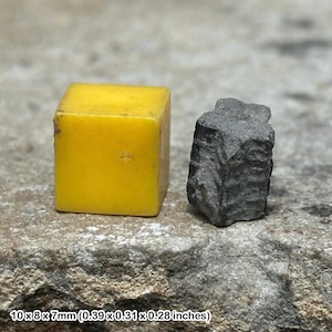 Fossile di stelo di stella crinoide – giglio di mare del Giurassico inferiore – Seatown, Dorset – fossile autentico con certificato di autenticità