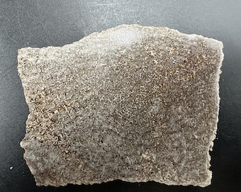 Rebanada de hueso fósil de dinosaurio saurópodo – Ejemplar pulido del Cretácico marroquí – Fósil prehistórico auténtico con certificado de autenticidad