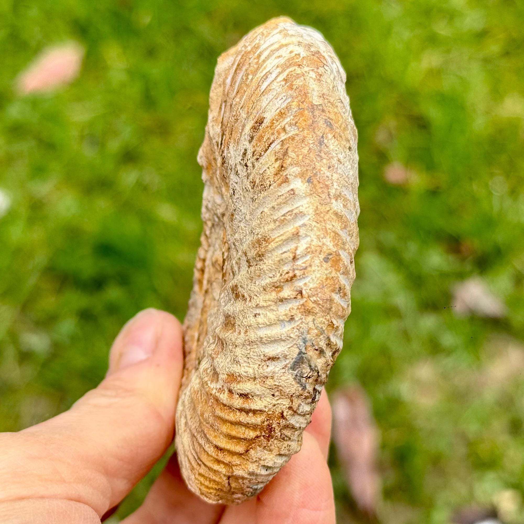 パーキンソニア パーキンソニア 化石アンモナイト – 劣等ウーライト