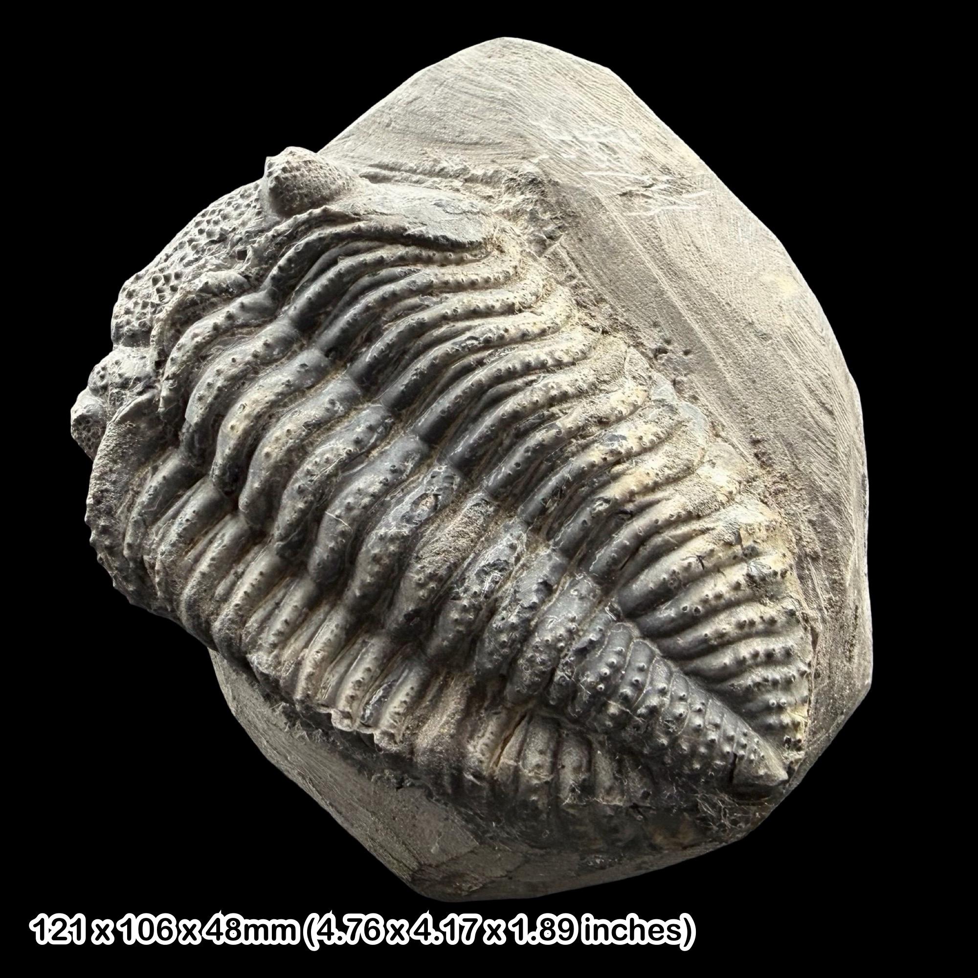 Drotops Drotops Megalomanicus Trilobite Fossil Devonian Morocco Genuine ...